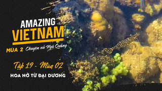 Amazing Vietnam Mùa 2 - Tập 19: Hoa nở từ đại dương