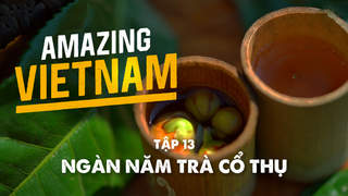 Amazing Vietnam - Tập 13: Ngàn năm trà cổ thụ