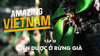 Amazing Vietnam - Tập 10: Tiên dược ở rừng già